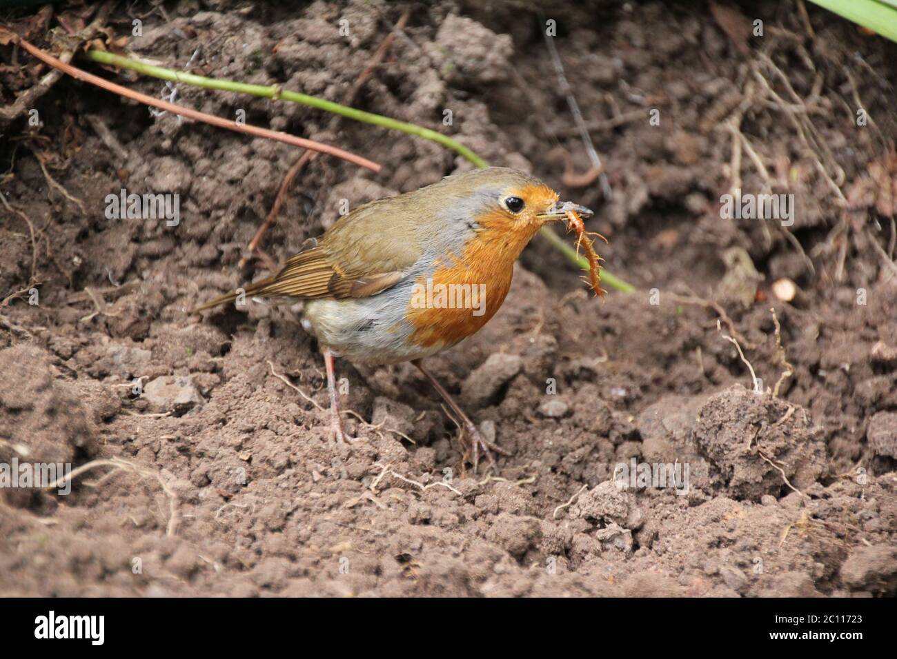 Robin con vite senza fine Foto Stock