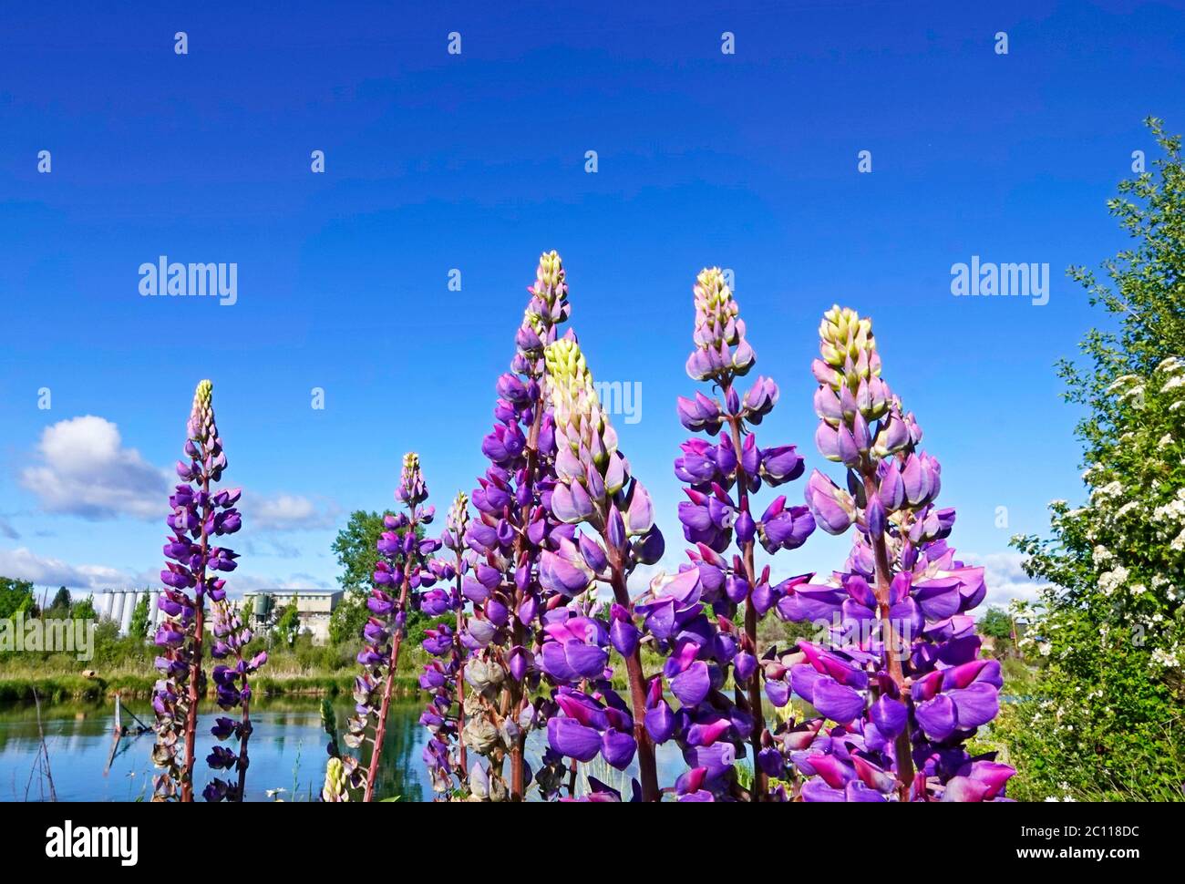 Spray di Lupin domestico, (Lupin polyphyllus) che cresce lungo il fiume Deschutes nella città di Bend, in Oregon centrale. Foto Stock
