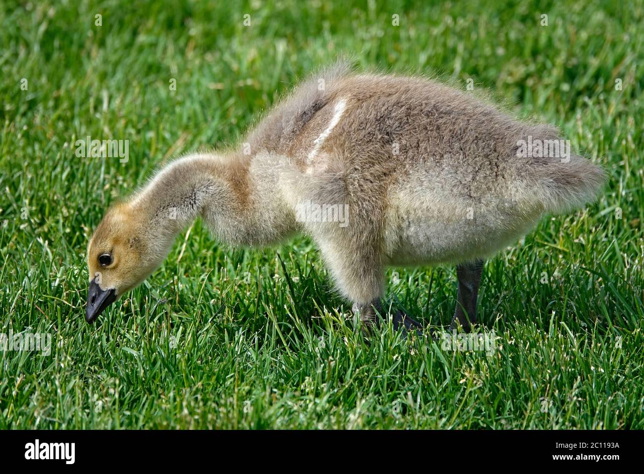 Ritratto di un'oca canadese, o gosling, che pascola su erba di primavera lungo il fiume Deschutes, nell'Oregon centrale, vicino alla città di Bend. Foto Stock