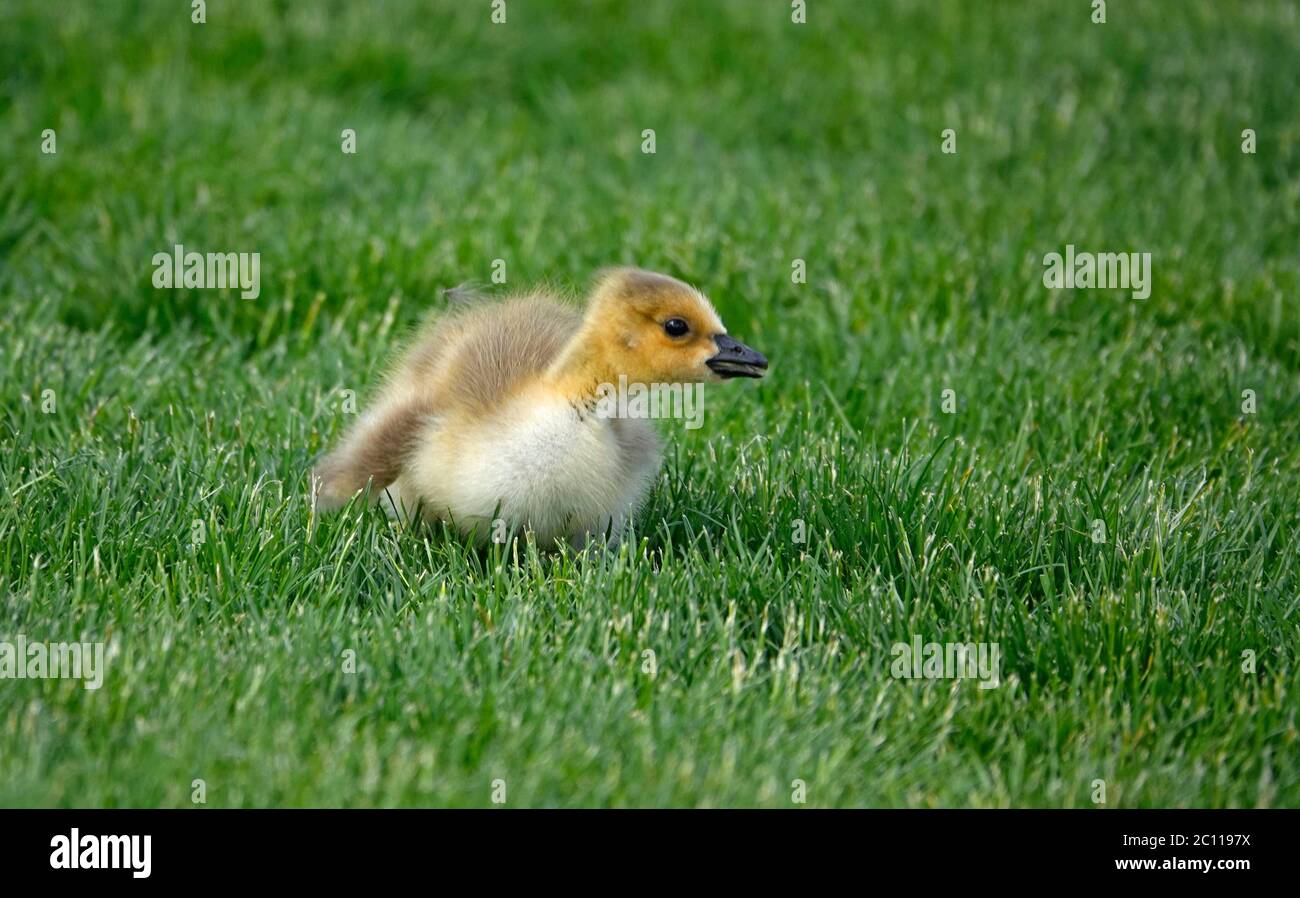 Ritratto di un'oca canadese, o gosling, che pascola su erba di primavera lungo il fiume Deschutes, nell'Oregon centrale, vicino alla città di Bend. Foto Stock