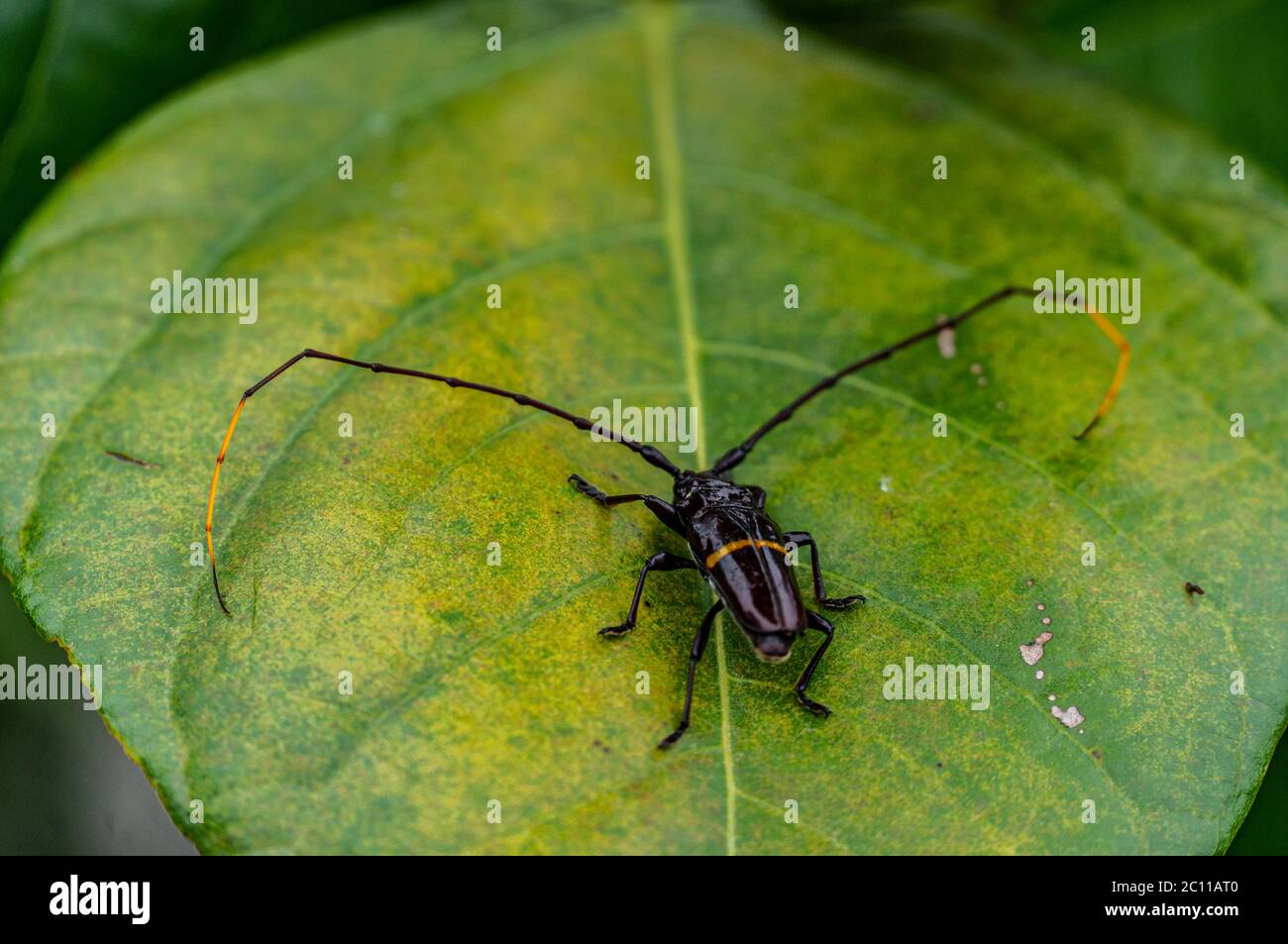 Primo piano di un bug nero con l'antenna su una foglia Foto Stock