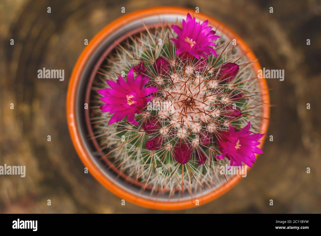 Mammillaria spinosissima cactus con fiori in fiore Foto Stock