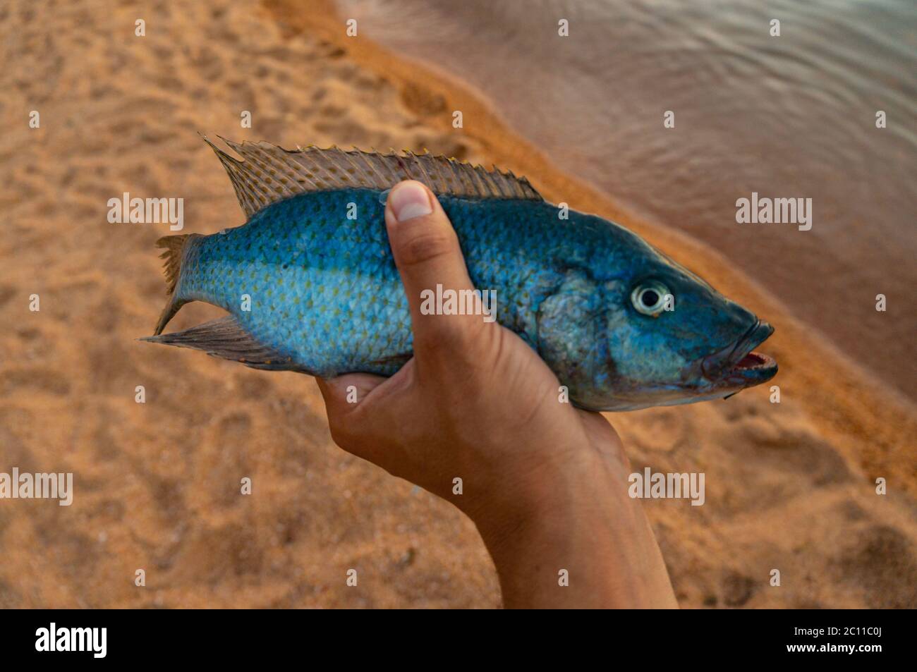 Blue Cichlid in Malawi dai pescatori di Cape Maclear Foto Stock