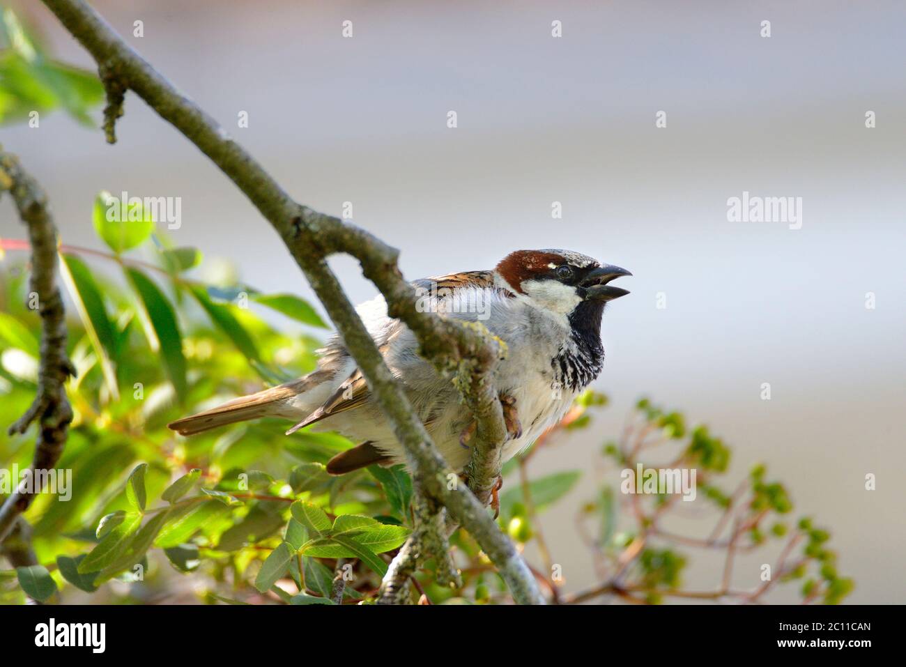 Casa Sparrow (Passer domesticus) che canta in un albero Foto Stock
