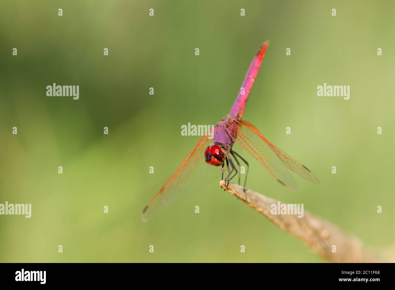 Libellula rossa e viola poggiata su un pezzo di legno Foto Stock