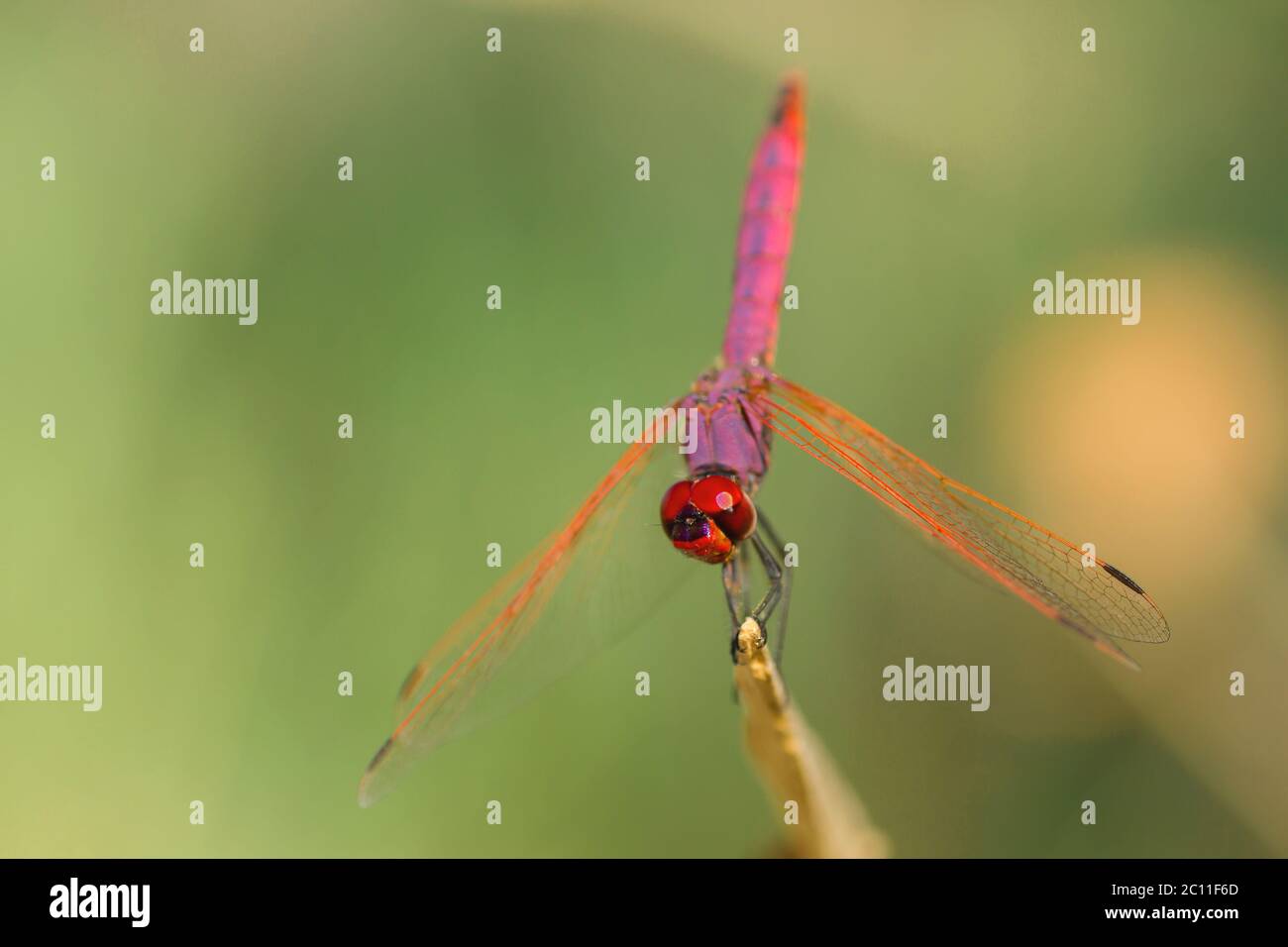 Libellula rossa e viola poggiata su un pezzo di legno Foto Stock