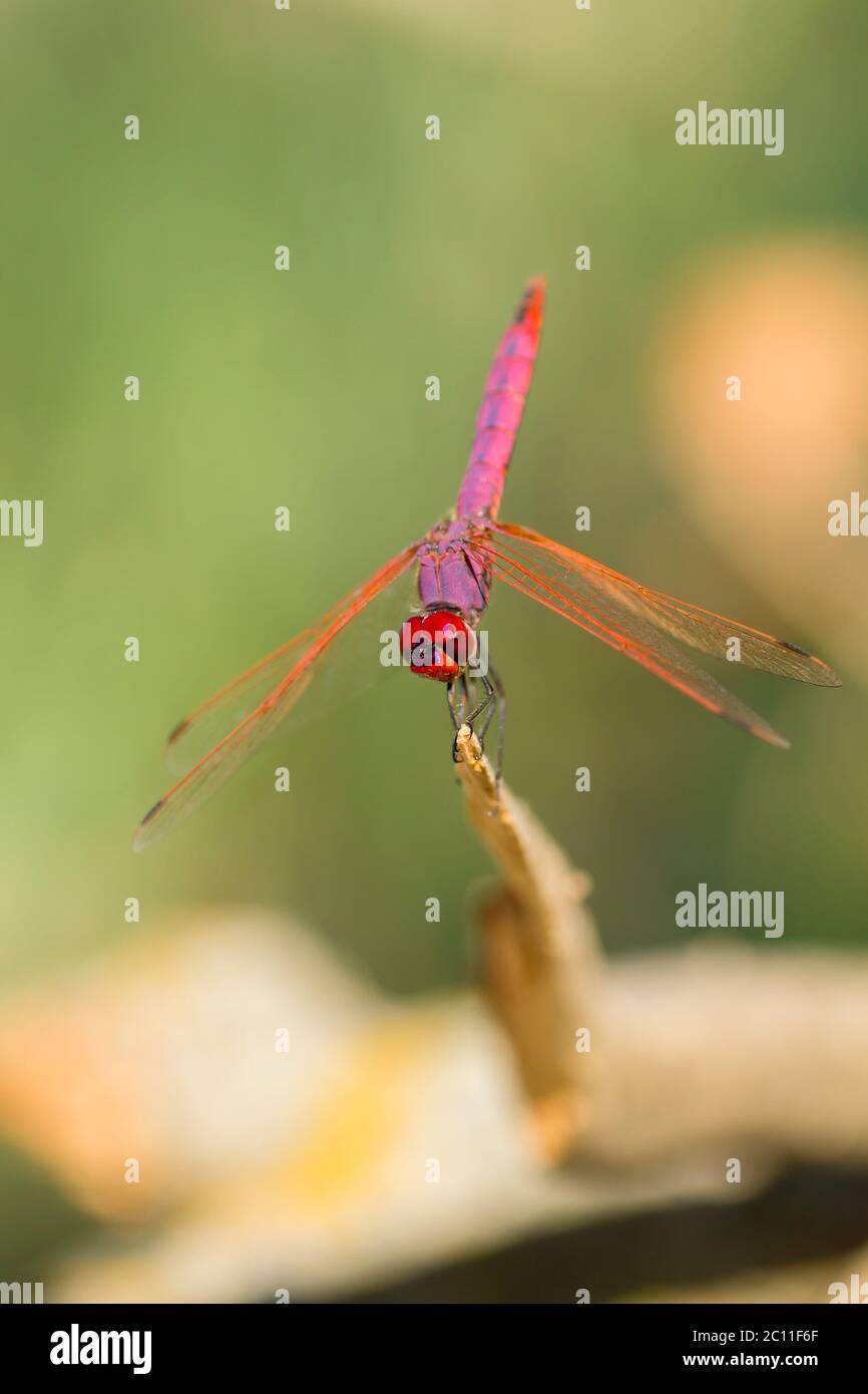 Libellula rossa e viola poggiata su un pezzo di legno Foto Stock
