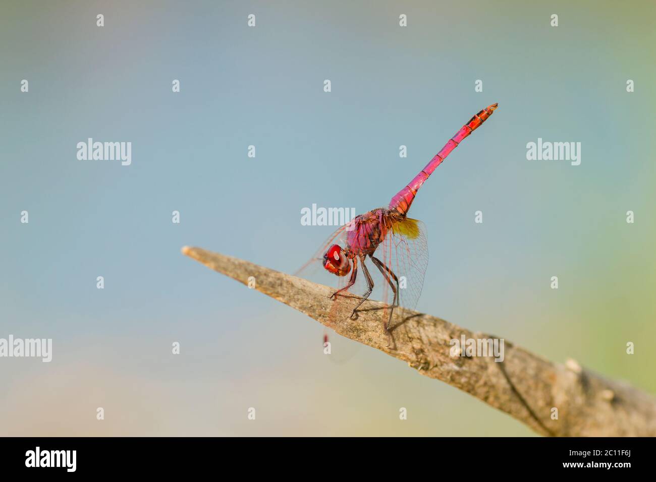 Libellula rossa e viola poggiata su un pezzo di legno Foto Stock