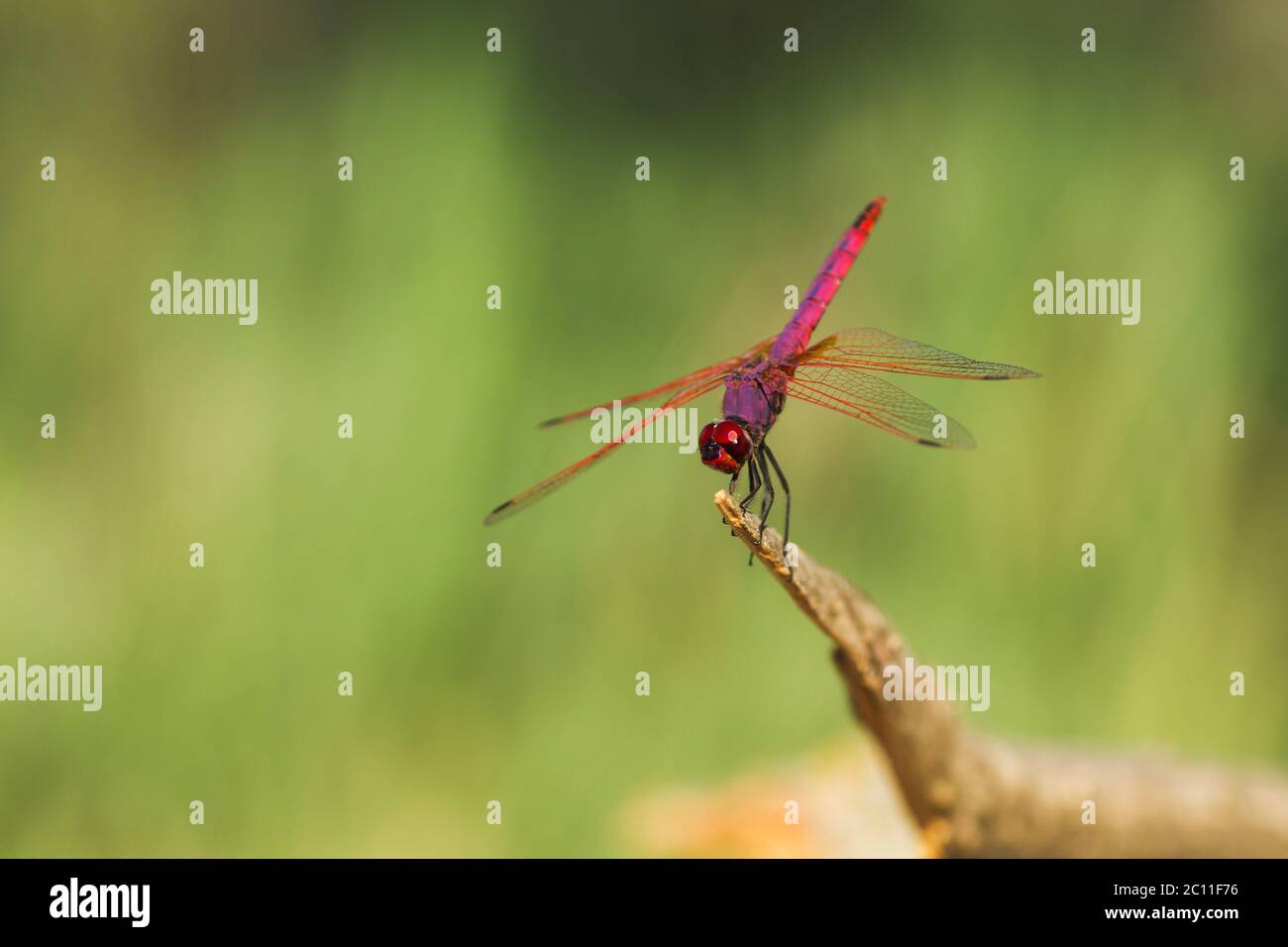 Libellula rossa e viola poggiata su un pezzo di legno Foto Stock