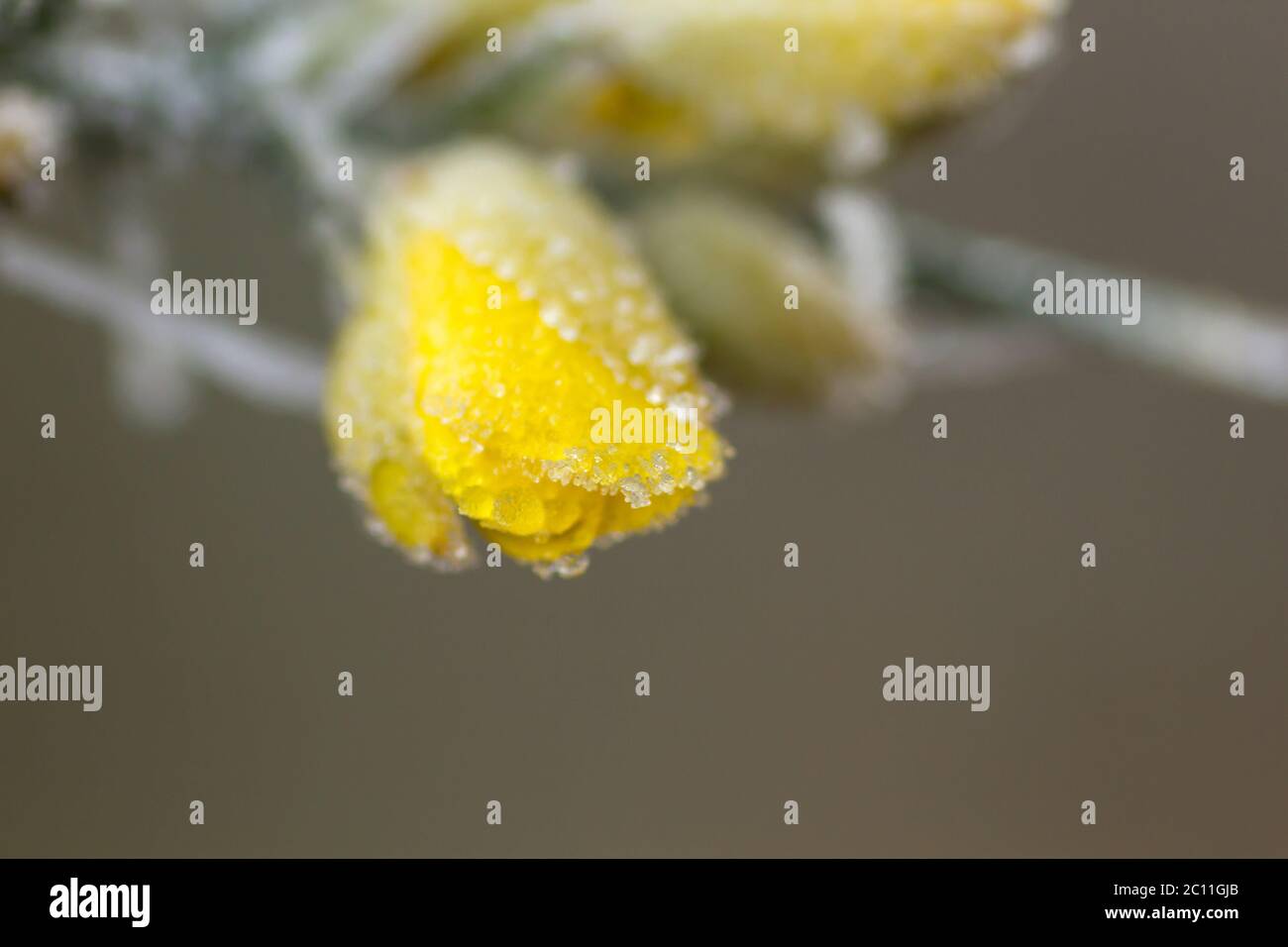 Rugiada ghiacciata sui fiori gialli della gola Foto Stock