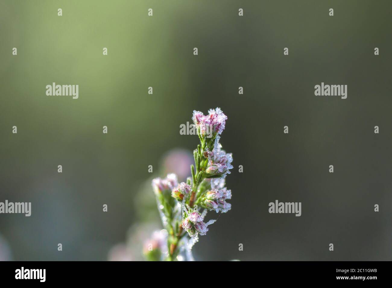 Fiori di Heath con rugiada ghiacciata Foto Stock