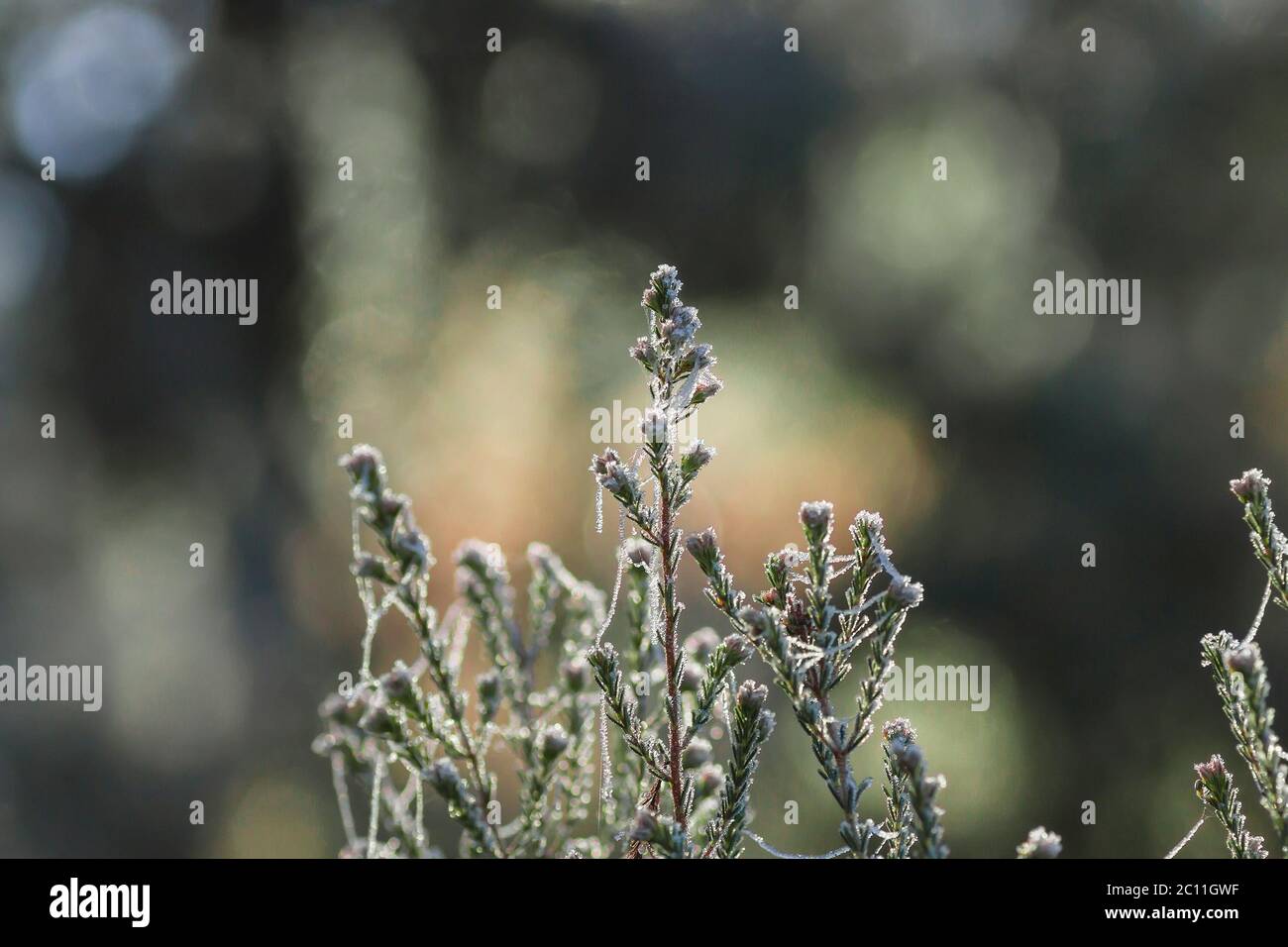 Fiori di Heath con rugiada ghiacciata Foto Stock