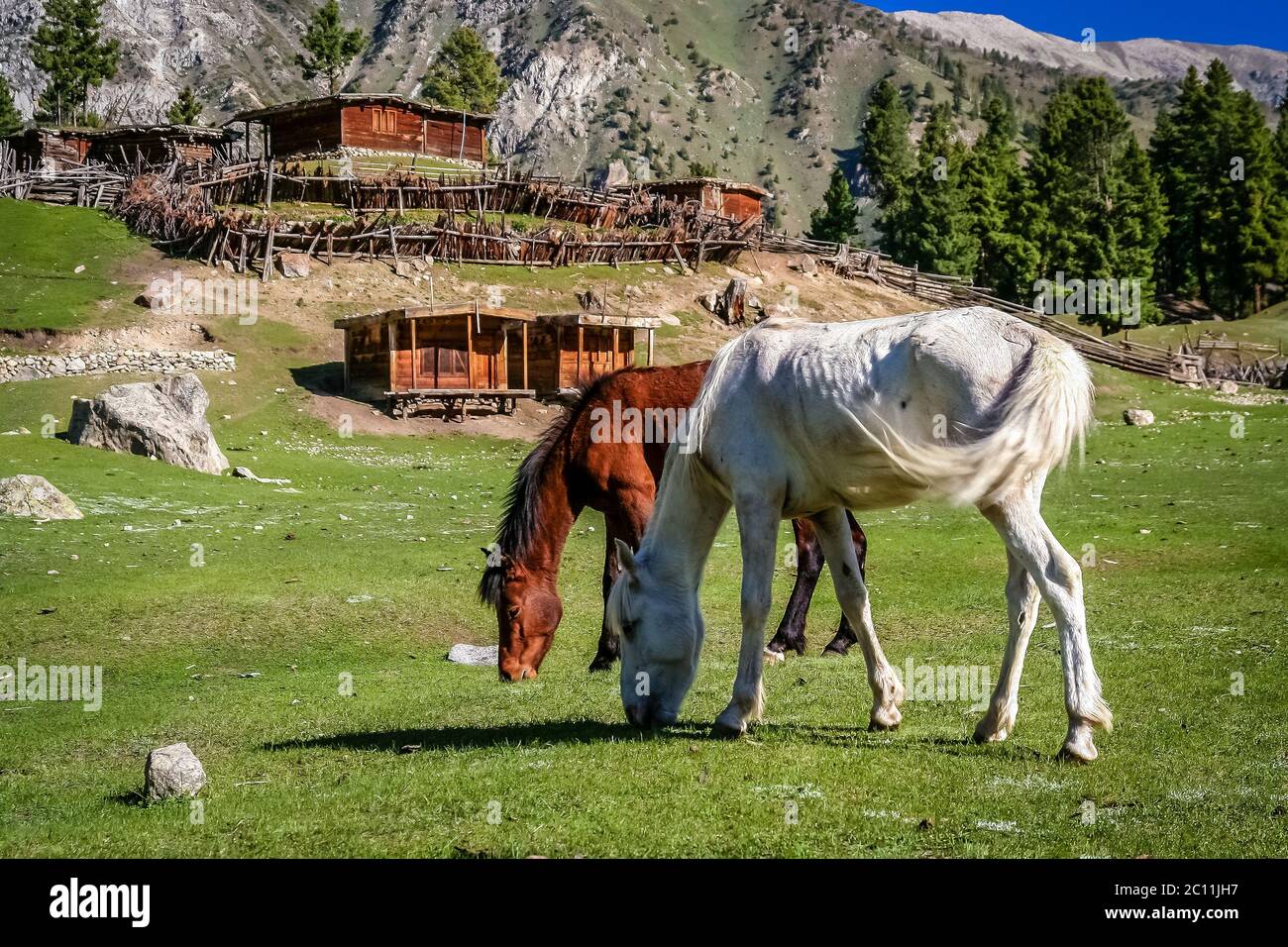 Cavalli al pascolo Foto Stock