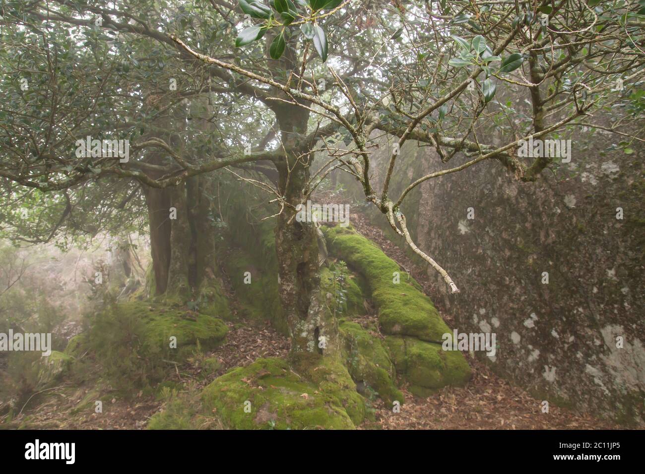 L'albero di Holly in boschetto di muschio Foto Stock