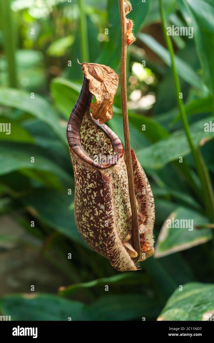 Nepenthes rafflesiana carnivore carnitella piante Foto Stock