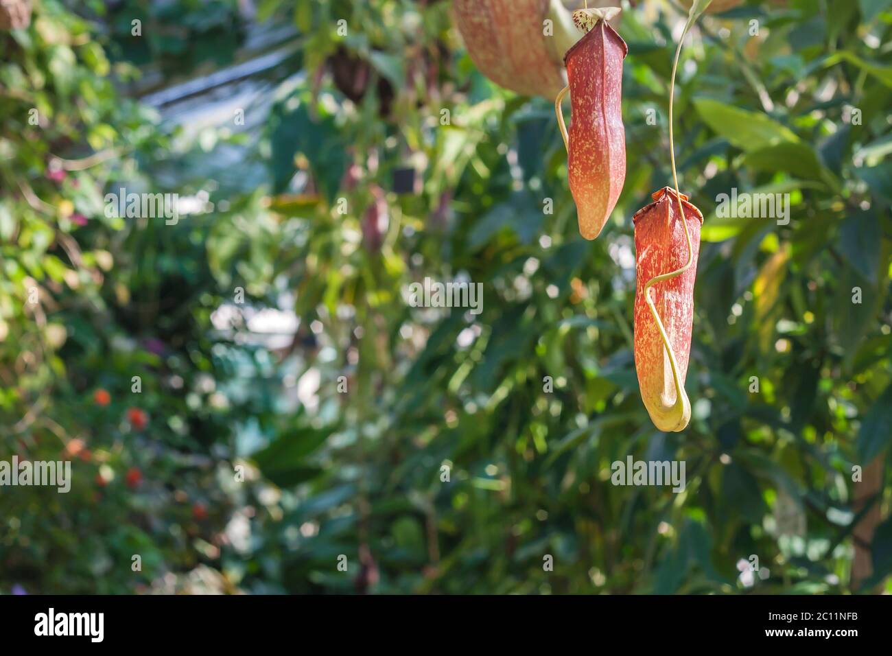 Nepenthes rafflesiana carnivore carnitella piante Foto Stock