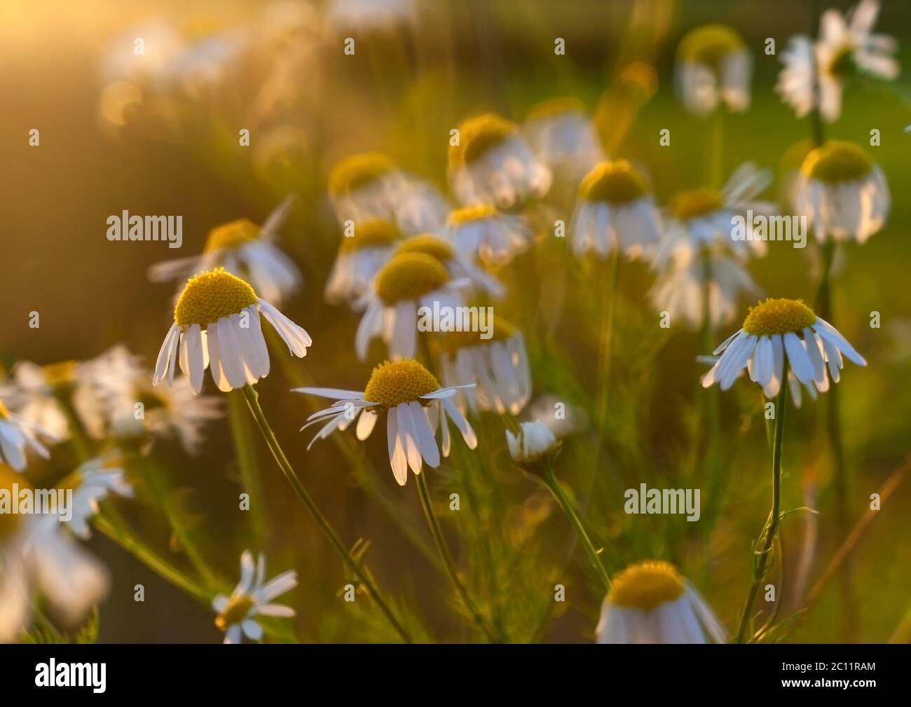 Bella estate camomilla fiori in primo piano Foto Stock