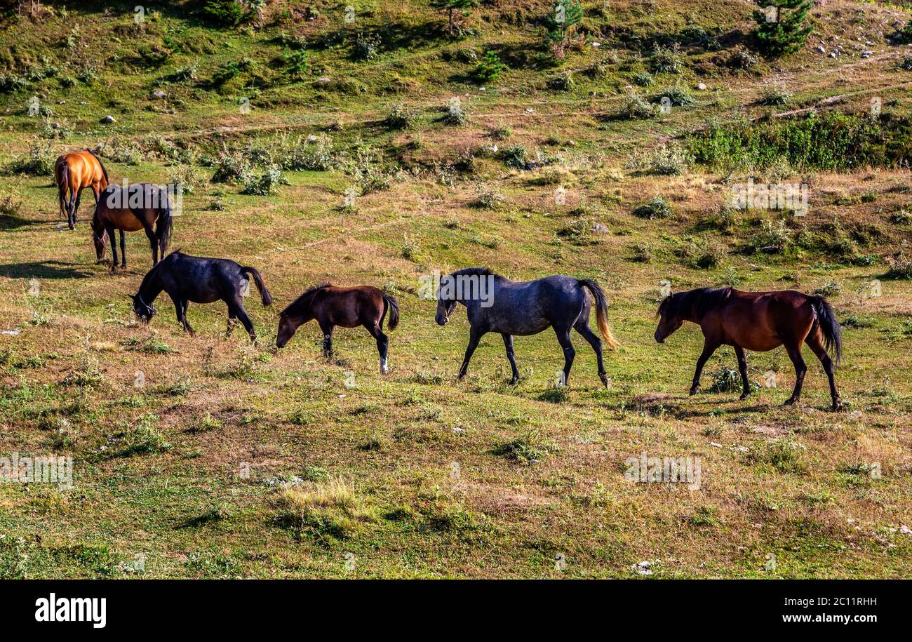 I laghi, gli altipiani e le foreste dell'Arsiyan, nel quartiere di Savsat di Artvin, offrono un'incredibile immagine naturale. Foto Stock