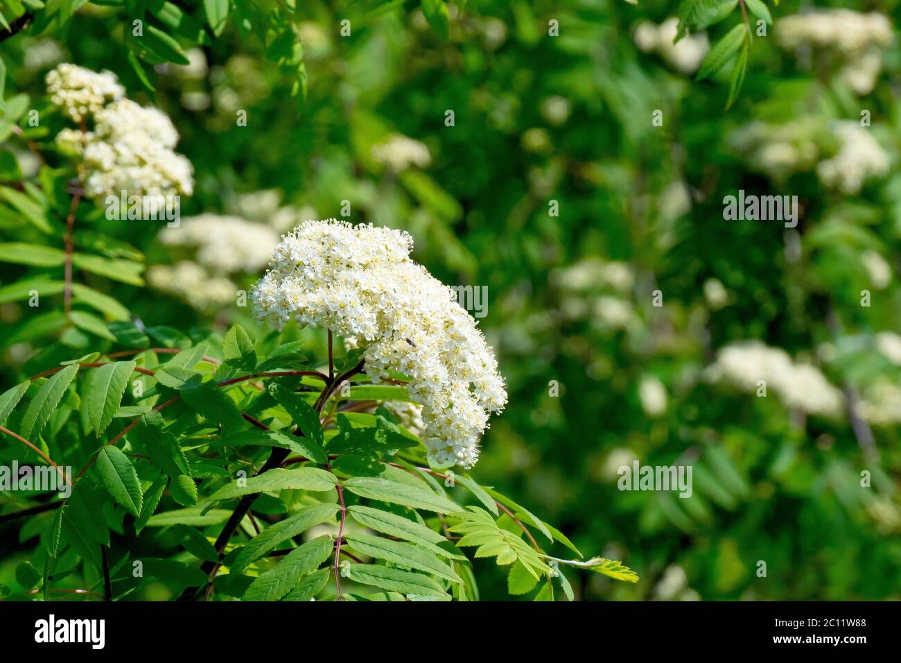 Rowan o cenere di montagna (sorbus aucuparia), primo piano mostrando l'albero in fiore con le foglie. Foto Stock