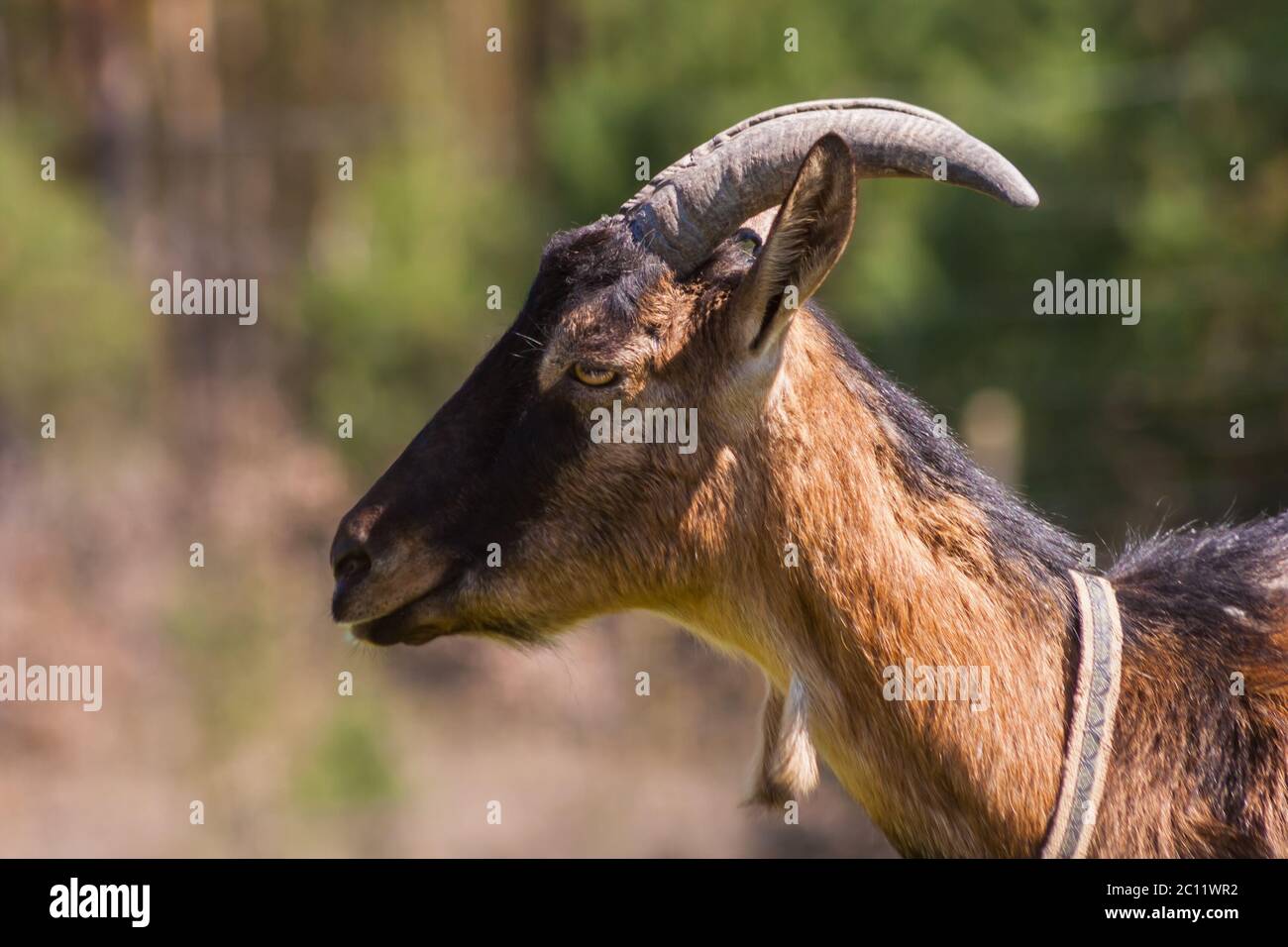 Ritratto di capra marrone. Bella immagine animale fattoria. Foto Stock