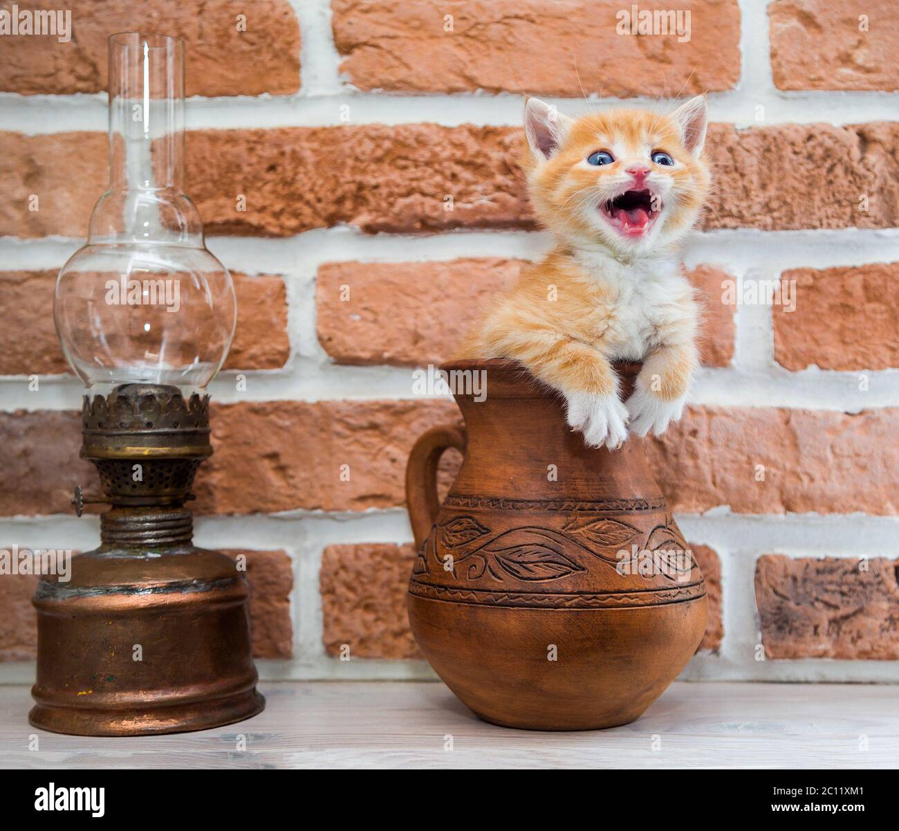 Cuccioli in un vaso, curiosità, arrabbiato Foto Stock