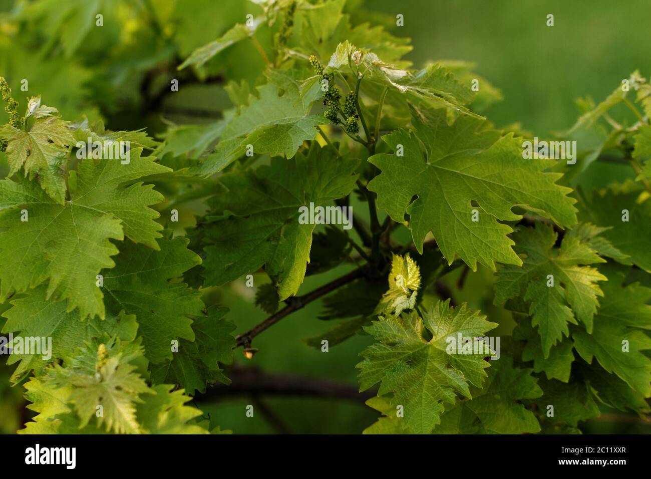 Primo piano foto delle foglie di uva verde Foto Stock