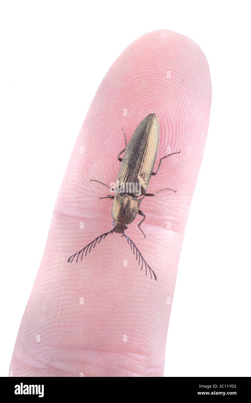Piccolo bug su un dito umano su sfondo bianco Foto Stock