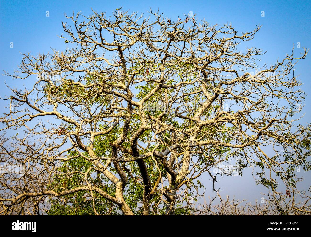 Verde paesaggio naturale di Ranthambore Tiger Reserve situato in Sawai Madhopur di Rajasthan, India. Uno dei luoghi più famosi per il Tiger Safari. Foto Stock