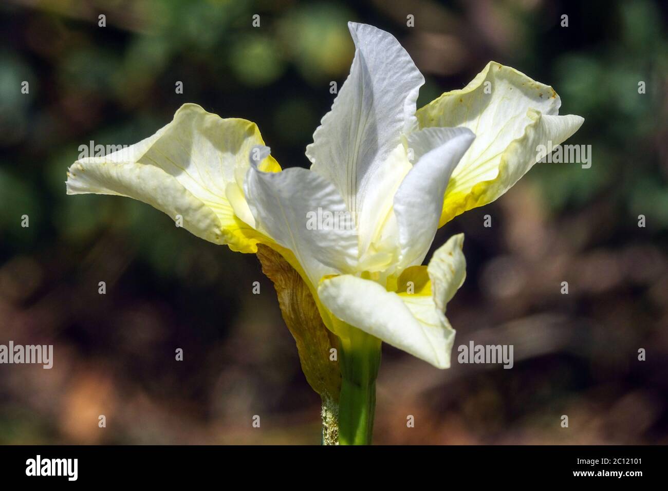 Iris sibirica Iris Siberian "Dreaming Yellow" Foto Stock