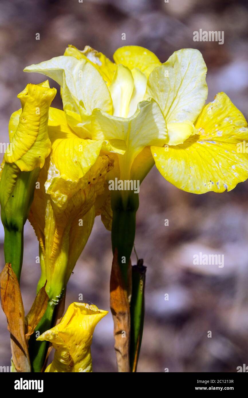 Iris siberiano Iris bacio la ragazza Foto Stock