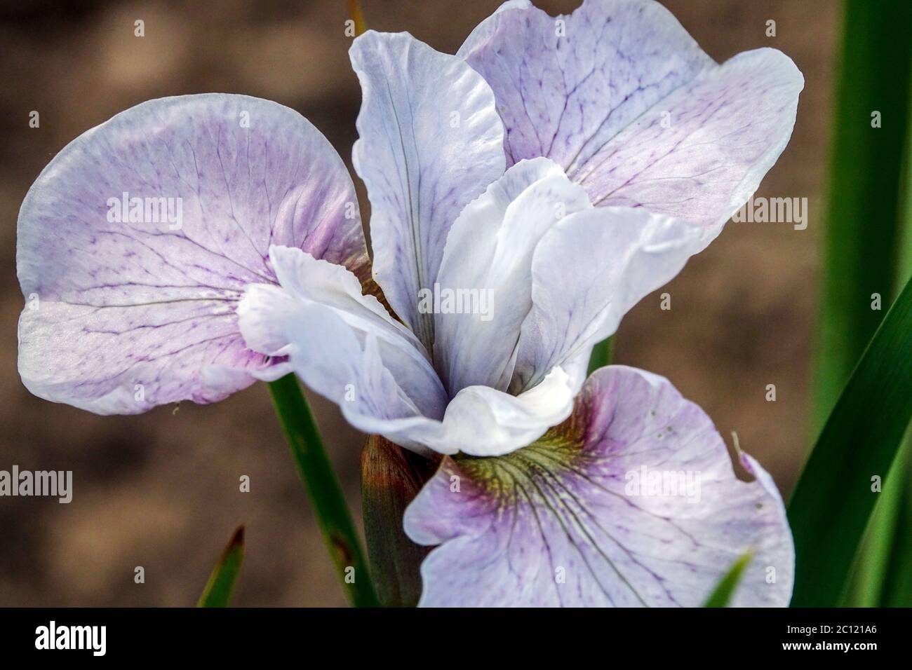 Iris sibirica Iris siberiano 'Mesa Perla' Bianco, cremoso, Iris, Fiore, bello, Bandiere di colore violaceo Foto Stock