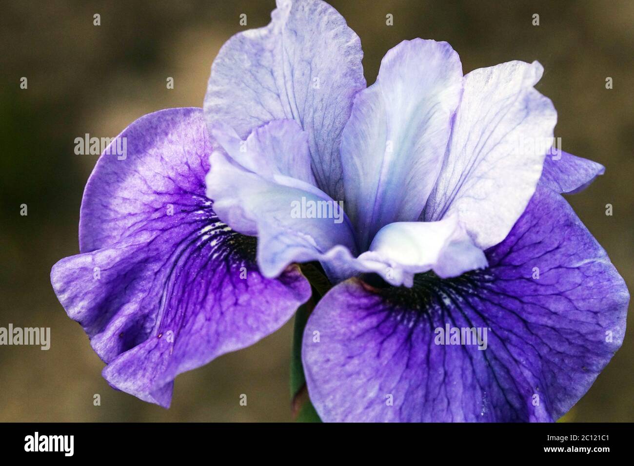 Iris sibirica Iris siberiano 'Danzeremo' Iris fiore Foto Stock