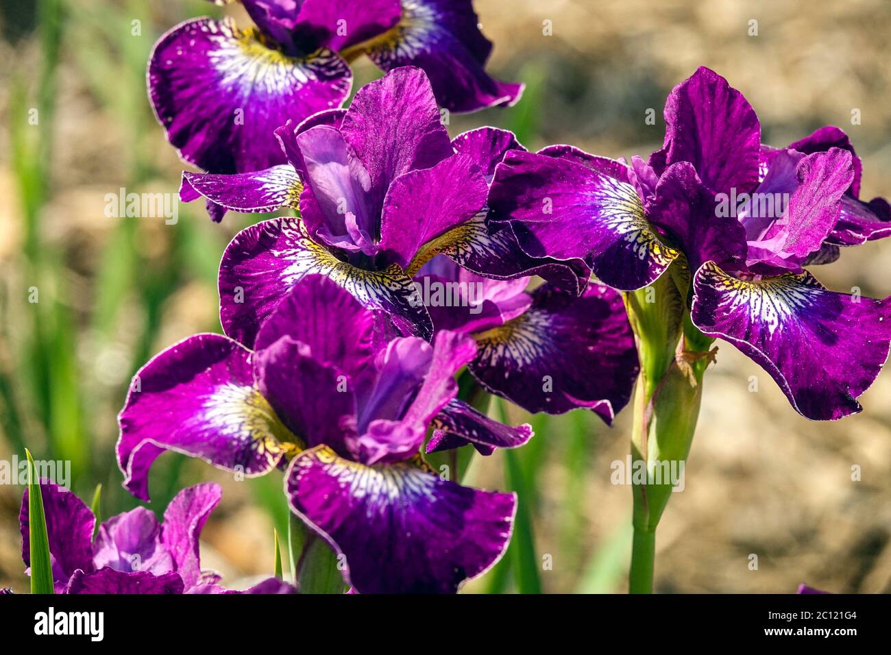 Fiore magenta Iris sibirica viola intenso fiori di Iris siberiana "Crimson Cloisonne" Foto Stock
