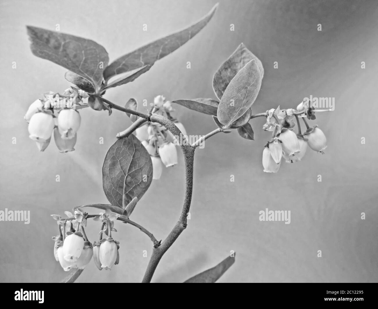 immagine monocromatica dei fiori di una macchia di mirtillo Foto Stock