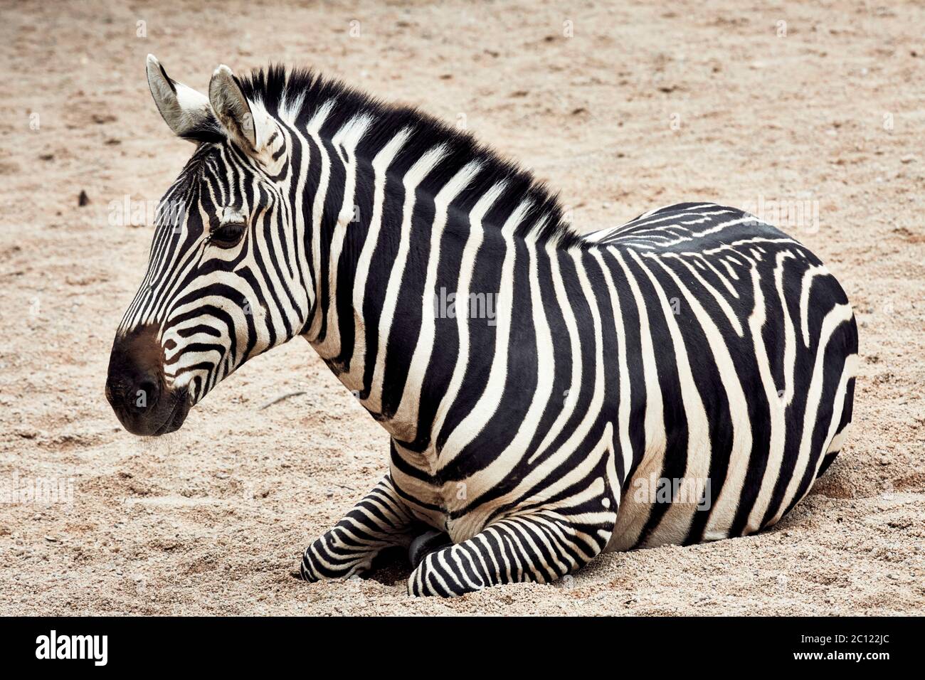 Zebra foal (Equus quagga) poggiato sulla sabbia, Bioparc, Valencia, Spagna. Foto Stock