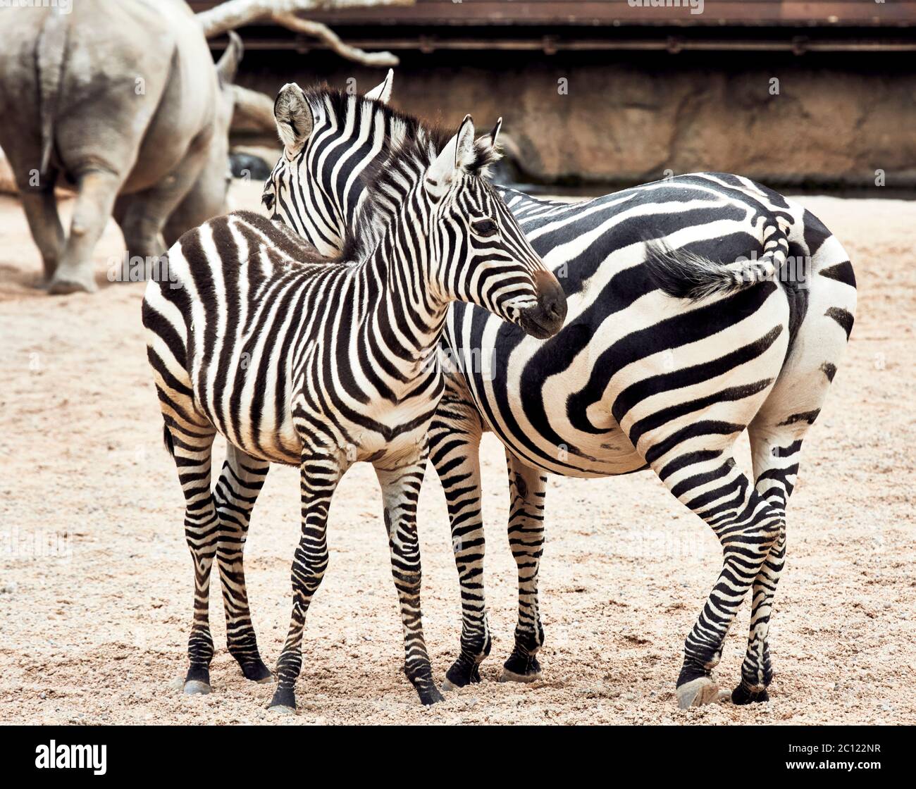Madre zebra e foal (Equus quagga) in piedi, Bioparc, Valencia, Spagna. Foto Stock