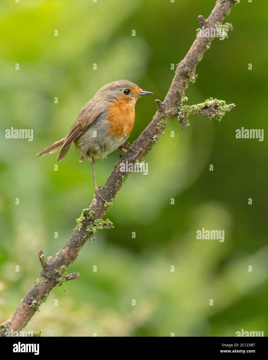 Europeo robin Erithacus rufecula alla ricerca di fonte di cibo perching su un punto privilegiato . Giardino Norfolk Regno Unito. Foto Stock