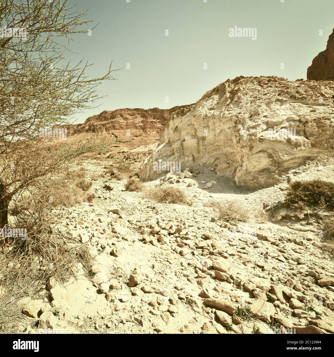 Albero nel deserto Foto Stock