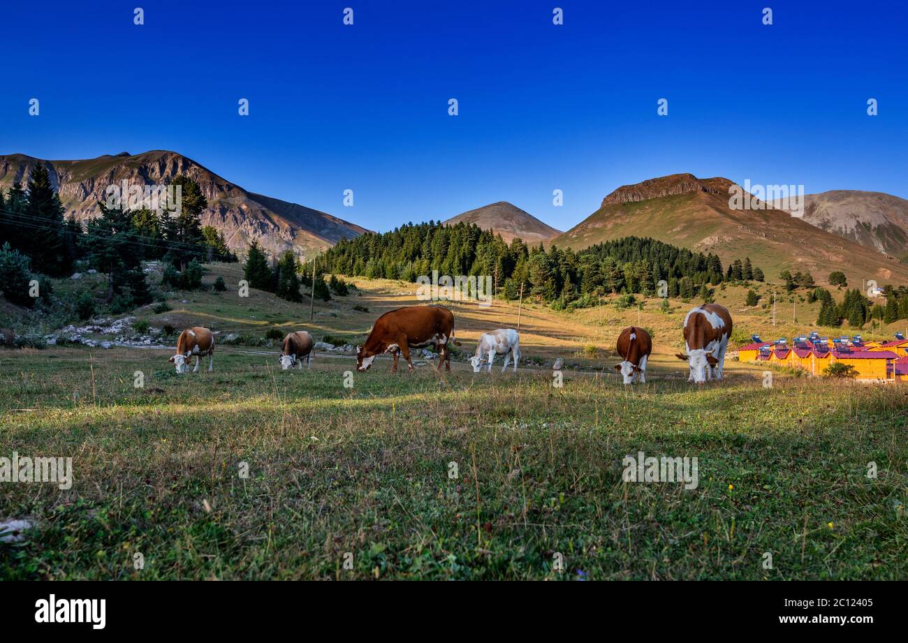 I laghi, gli altipiani e le foreste dell'Arsiyan, nel quartiere di Savsat di Artvin, offrono un'incredibile immagine naturale. Foto Stock