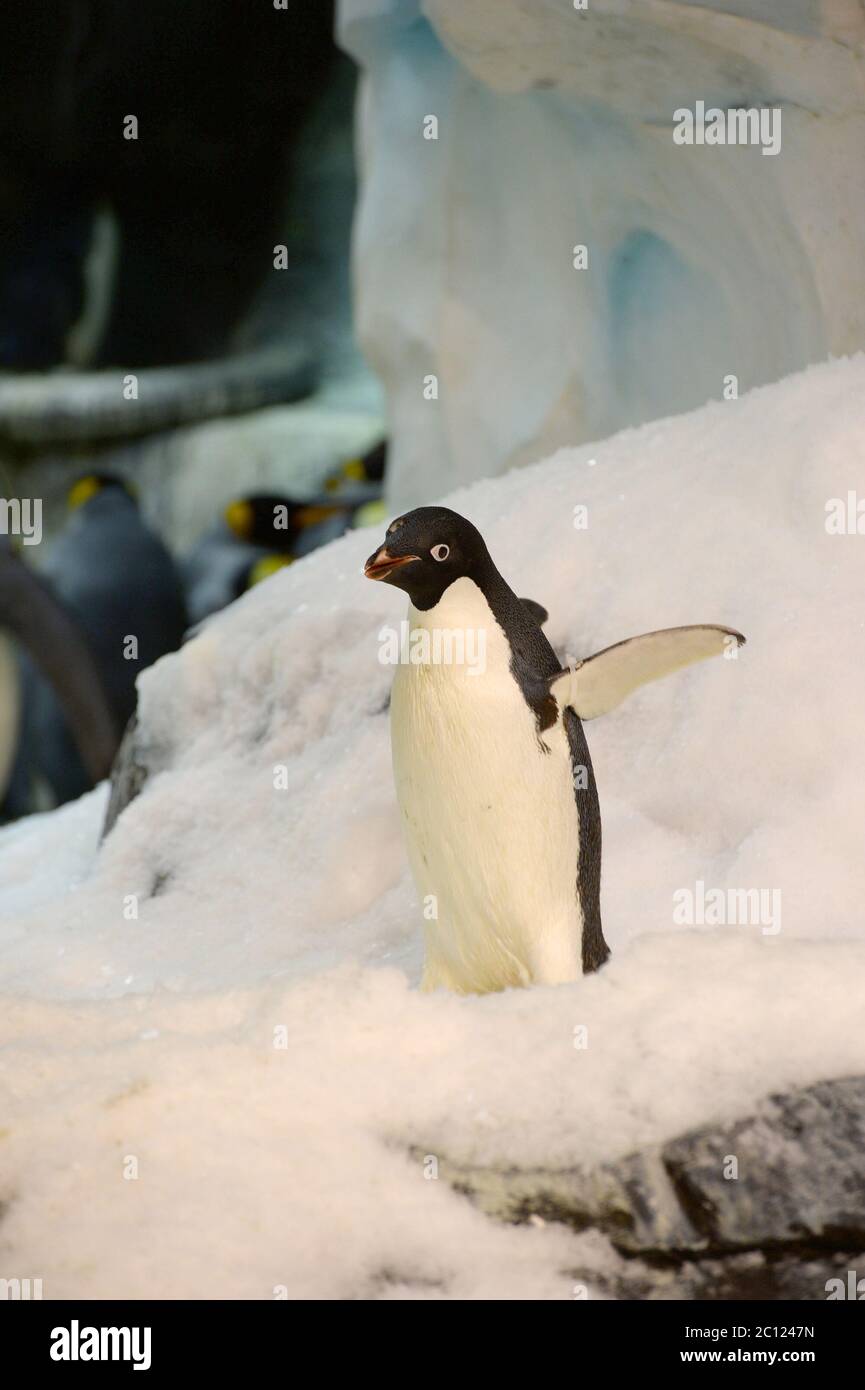 Orlando, Stati Uniti d'America. 21 Dic 2013. BREAKING NEWS - FILE PHOTO - pinguini e altri animali selvatici al parco divertimenti SeaWorld di Orlando, Florida, Stati Uniti, il parco ha aperto dopo quasi tre mesi di chiusura a causa della pandemia di coronavirus, SeaWorld riaprirà i suoi parchi questa settimana con nuove misure volte a salvaguardare i dipendenti e visitatori: Penguin Credit: Storms Media Group/Alamy Live News Foto Stock