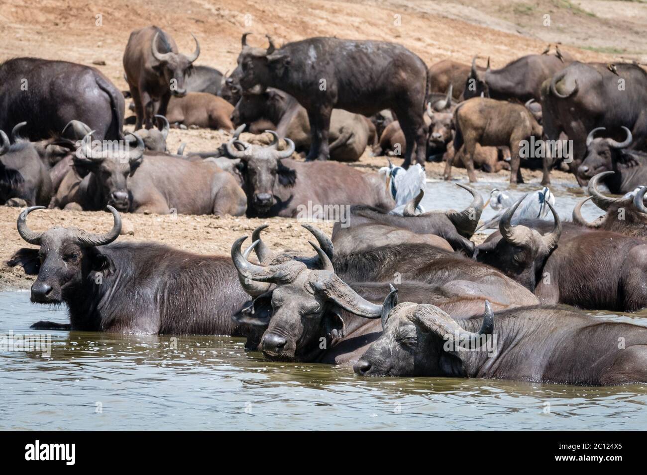 Un allevamento di bufali africani (caffer Syncerus) che si rinfrescano ai margini del canale di Kazinga nel Parco Nazionale della Regina Elisabetta, Uganda, Africa Orientale Foto Stock