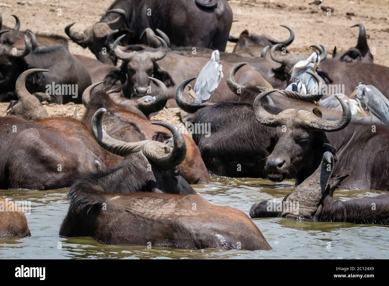 Un allevamento di bufali africani (caffer Syncerus) che si rinfrescano ai margini del canale di Kazinga nel Parco Nazionale della Regina Elisabetta, Uganda, Africa Orientale Foto Stock