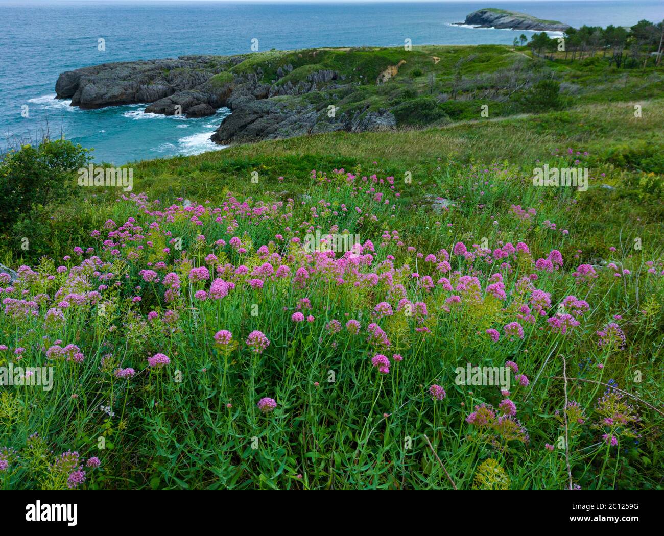Paesaggio costiero primaverile nelle vicinanze della spiaggia di Sonabia. Sonabia, comune di Castro, Cantabria, Spagna, Europa Foto Stock
