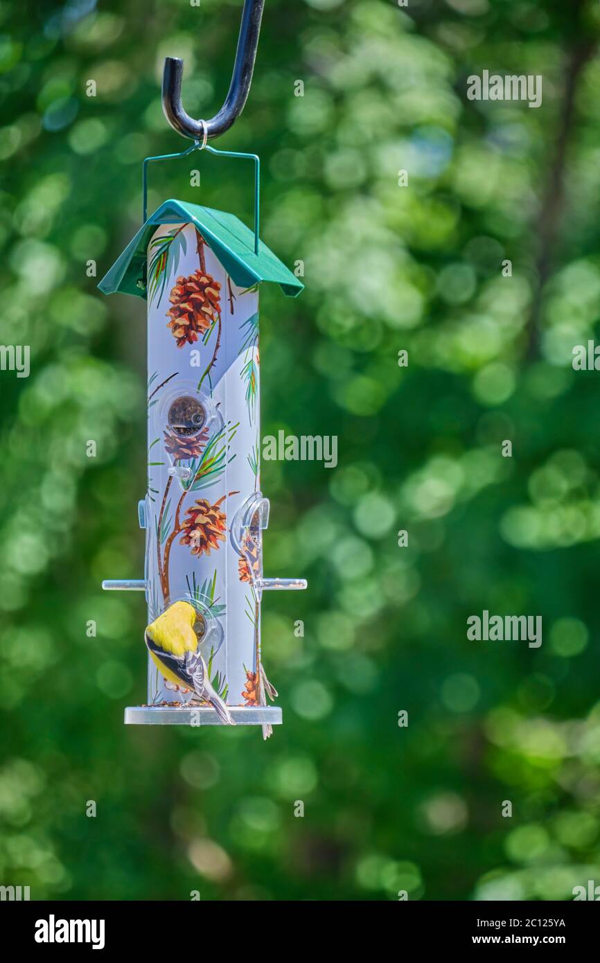 Maschio americano Goldfinch Spinus Tristis che alimenta ad un alimentatore di cortile in Orillia Ontario Canada. Foto Stock