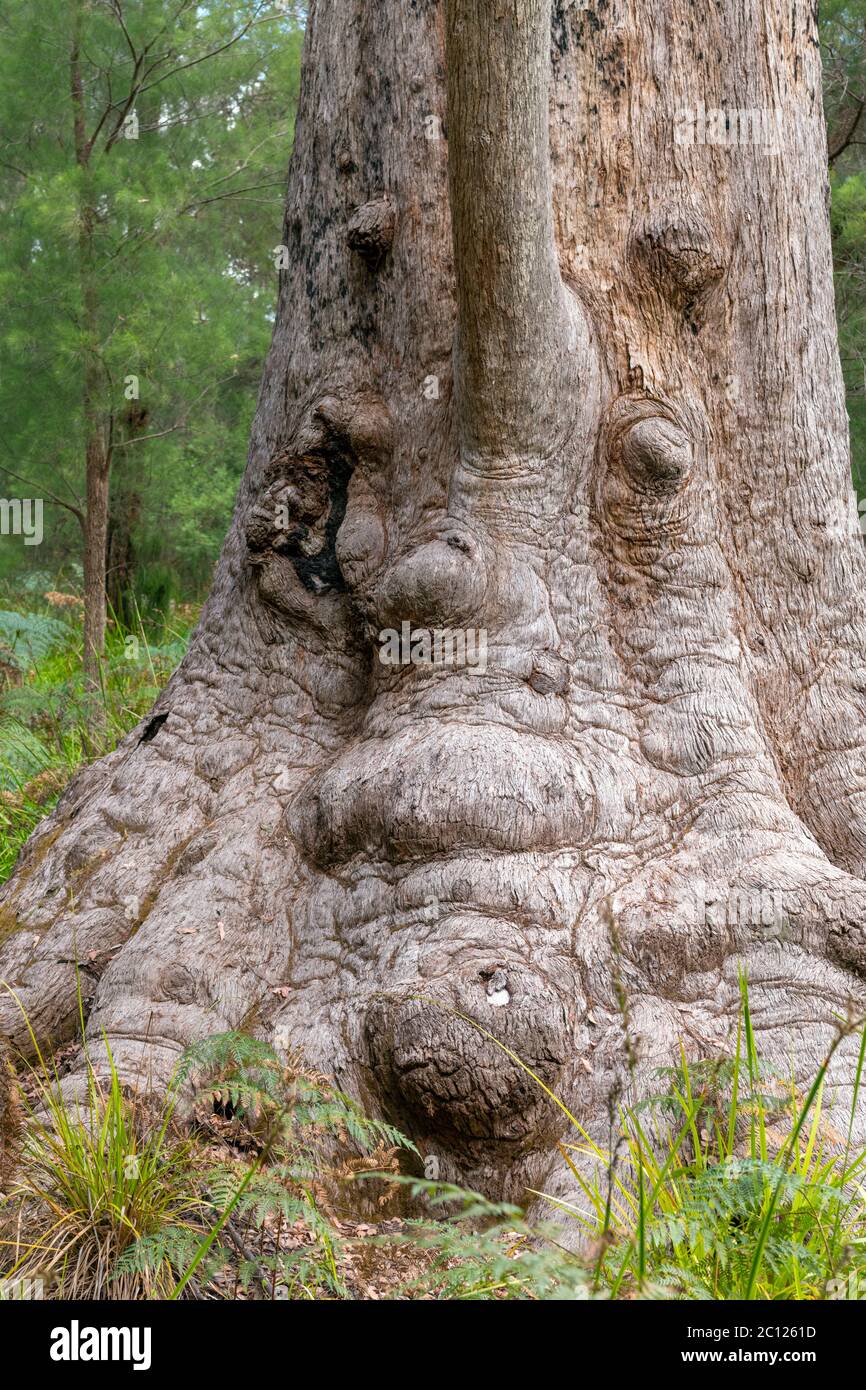 Nonna Tingle, un albero di circa 400 anni di Red Tingle (Eucalyptus jacksonii), Antica passeggiata Empires, Valle dei Giganti, Australia Occidentale Foto Stock