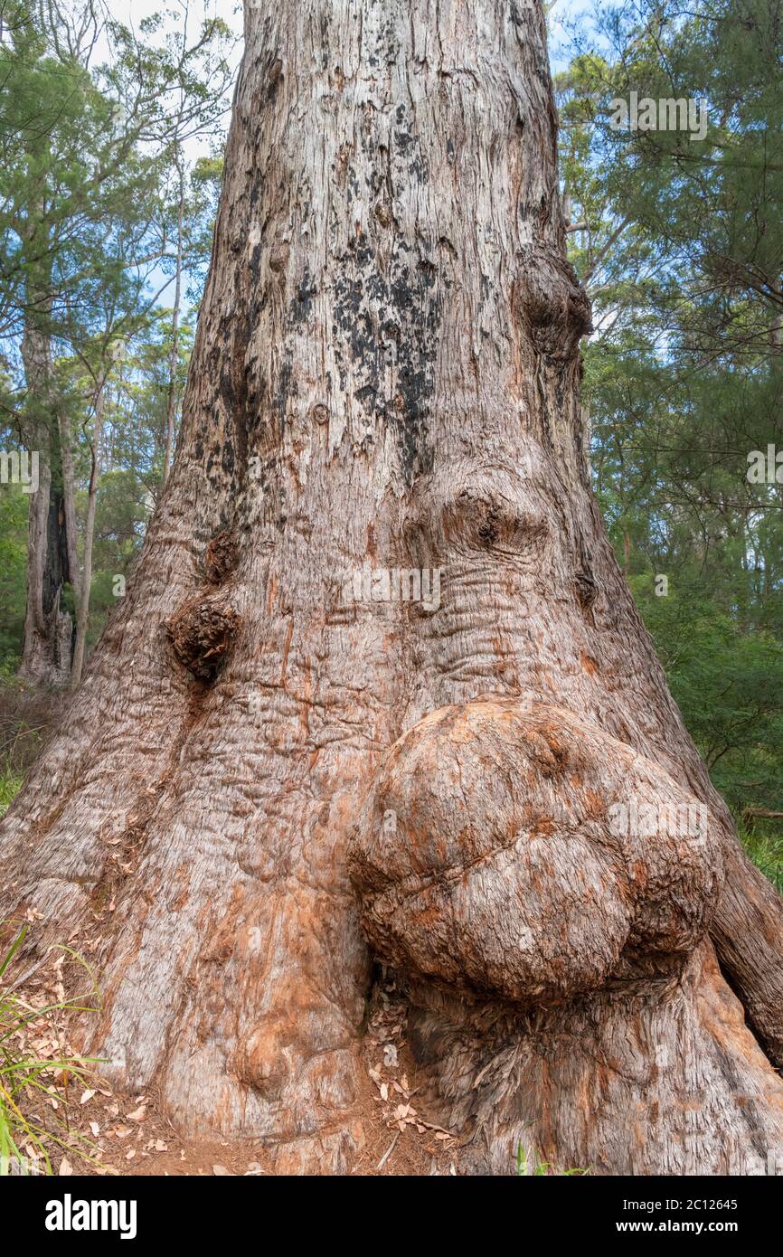 Re Tingle, un albero di Tingle Rosso (Eucalyptus jacksonii), Antica passeggiata Empires, Valle dei Giganti, Walpole-Nornalup National Park, WA, Australia Foto Stock