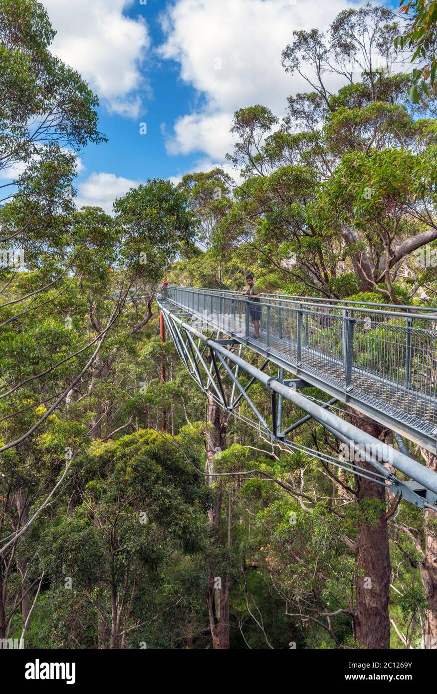 Valley of the Giants Tree Top Walk, Walpole-Nornalup National Park, vicino alla Danimarca, Australia Occidentale, Australia Foto Stock