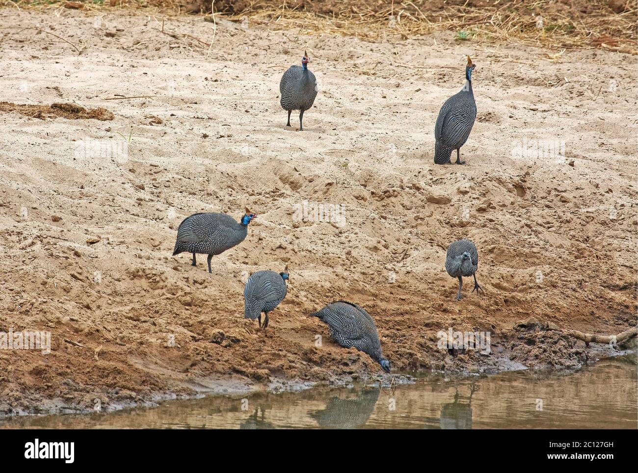 Guineafoni con elmeti; galline di Guinea; Numida meleagris; sei uccelli, testa grande, piccola senza piume, piumaggio grigio-nero, macchie bianche, fauna selvatica, animali, n Foto Stock