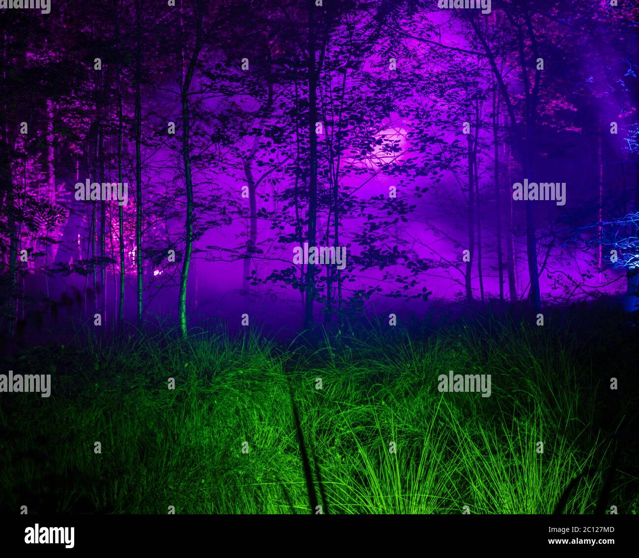 La foresta da favola Foto Stock