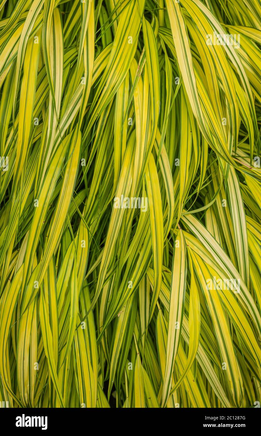 Hakonechloa macra 'Aureola' erba. Erba di canna giapponese in giardino. Dettagli delle foglie Foto Stock